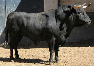 Un toro de Bohórquez remienda la corrida de Los Espartales