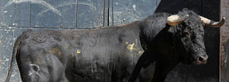 Los toros de Fermín Bohórquez para la de rejones de esta tarde