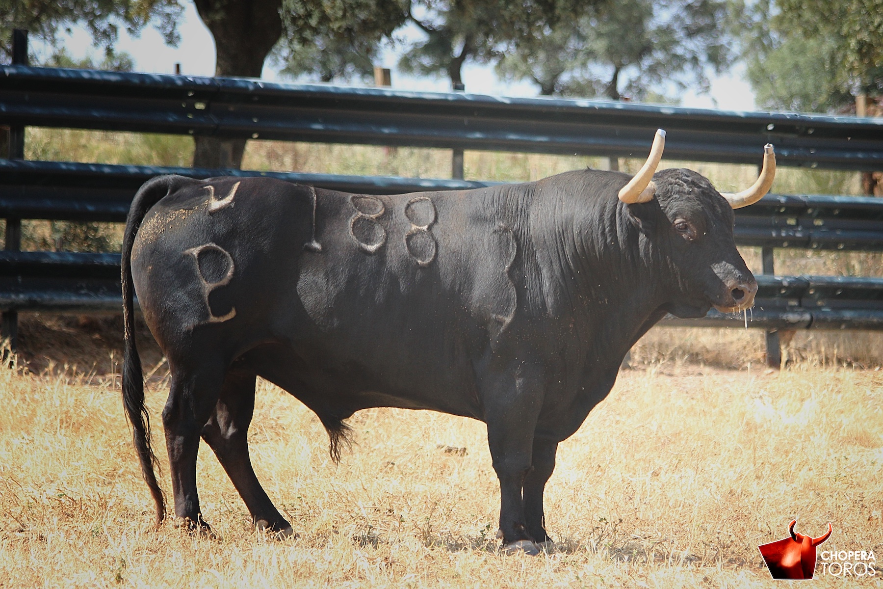 Los toros de Alcurrucén para las Corridas Generales de Bilbao 2017 -  Aplausos.es