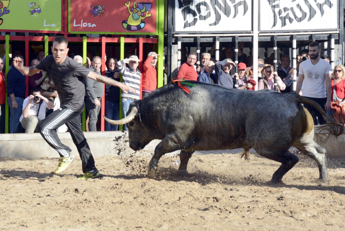 La Conselleria De Justicia E Interior Autoriz En La Celebraci N De Festejos De Bous