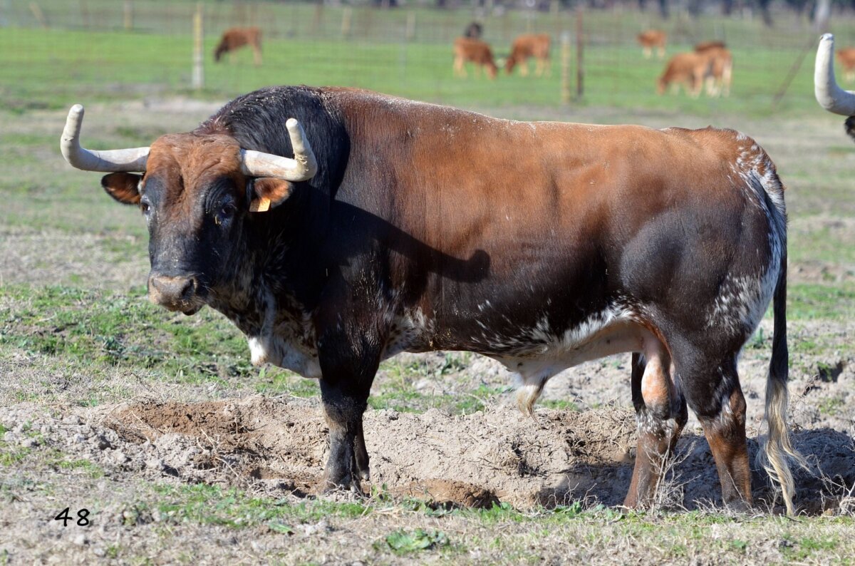 Toros De Peñajara Para Villaseca De La Sagra - Aplausos.es